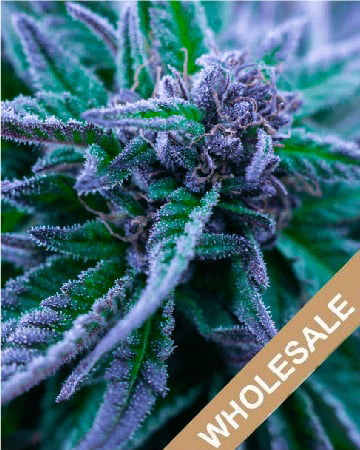 Buy-Some-Wholesale-Nordle-Feminized-Cannabis-Seeds.jpg