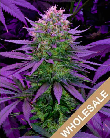 Buy-Some-Wholesale-Overlord-OG-Feminized-Cannabis-Seeds.jpg