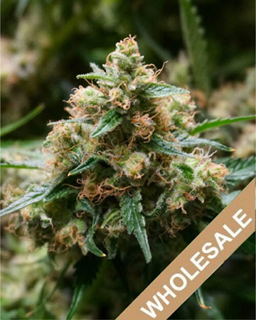 Get-Some-Wholesale-Mickey-Kush-Feminized-Cannabis-Seeds.jpg