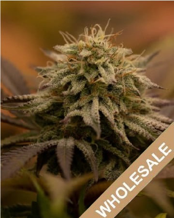 Purchase-Rainbow-Feminized-Cannabis-Seeds-In-Wholesale.jpg