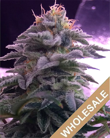 Purchasing-Wholesale-Face-Off-OG-Feminized-Cannabis-Seeds.jpg
