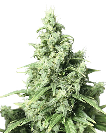 Shiatsu-Kush-Feminized-marijuana-Seeds.jpg