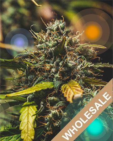 Shop-For-Wholesale-Mob-Boss-Feminized-Cannabis-Seeds-For-Sale.jpg
