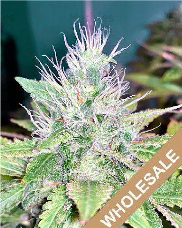 Shop-Wholesale-Purple-Elephant-Feminized-Cannabis-Seeds-For-Sale-Today.jpg