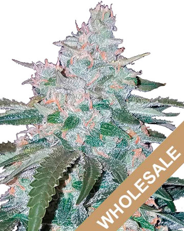 WholesaleGrease-Monkey-Feminized-Cannabis-Seeds.jpg