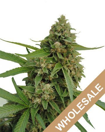 bubba-kush-buy-wholesale-feminized-cannabis-seeds.jpg