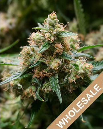 buy-wholesale-Game-Changer-Feminized-Cannabis-Seeds.jpg