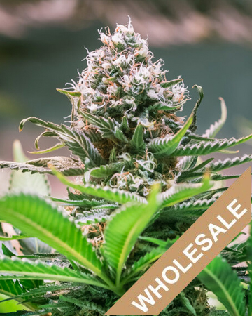 wholesale-Blueberry-Headband-Feminized-Cannabis-Seeds.jpg