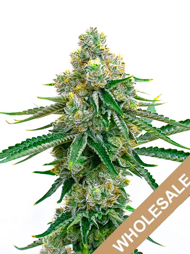 wholesale-Larry-OG-Feminized-Cannabis-Seeds.jpg