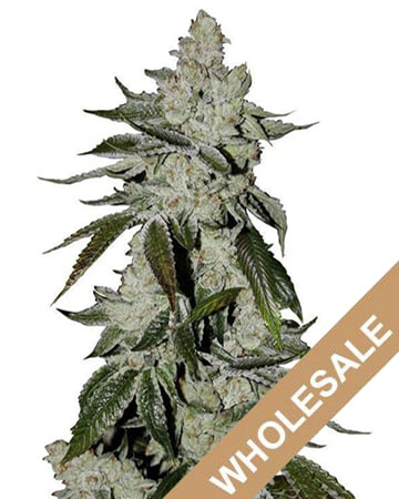 wholesale-Laughing-Buddha-Feminized-Cannabis-Seeds-1.jpg