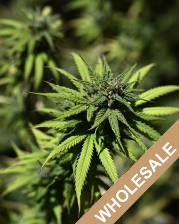 wholesale-Presidential-OG-Auto-flowering-Feminized-Cannabis-Seeds.jpg