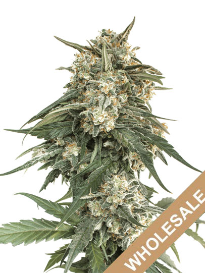 wholesale-Tangie-Feminized-Cannabis-Seeds.jpg
